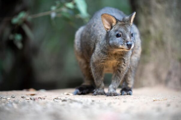 Pademelon in het regenwoud van Tasmanië in Australië