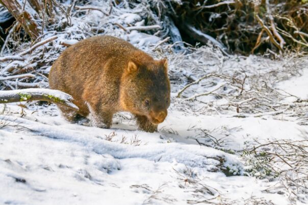 Wombat in de sneeuw Tasmanië