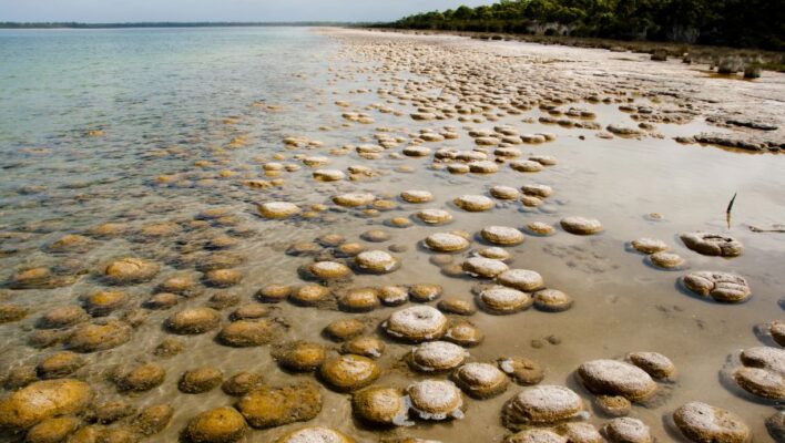 Lake Clifton thrombolieten