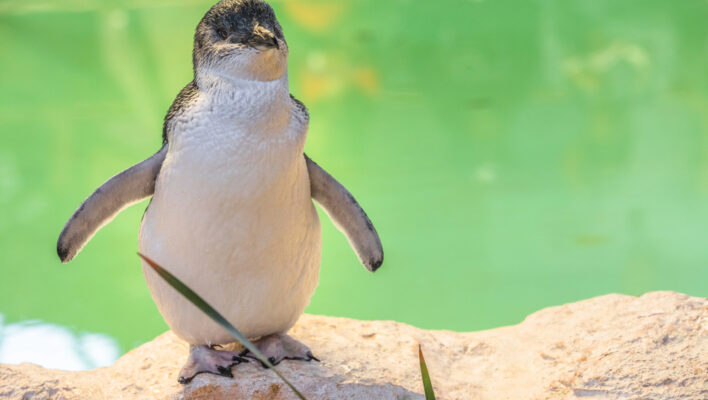 Rockingham Penguin Island pinguin
