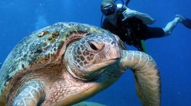 Duiken Great Barrier Reef groene zeeschildpad