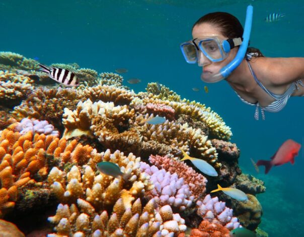 Vrouw snorkelen Great Barrier Reef
