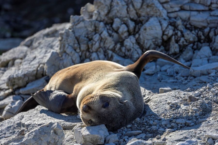 Zeehond ligt op zijn rug op een rots bij Kaikoura