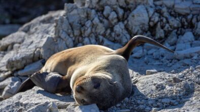 Zeehond ligt op zijn rug op een rots bij Kaikoura