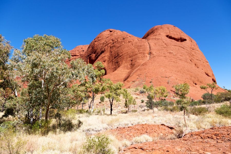 Rotskoepels met groene bomen ervoor bij Kata Tjuta in het Red centre