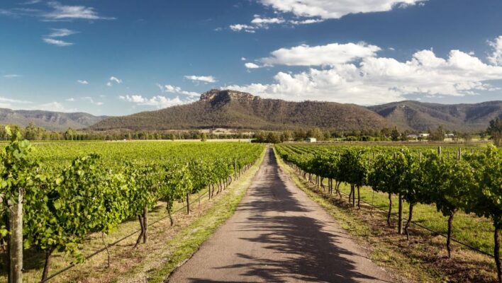 Zicht door de druivenranken in een wijngaard in de Hunter Valley in New South Wales