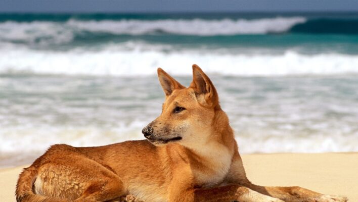 Dingo op het zand van K'gari Fraser Island met de zee op de achtergrond