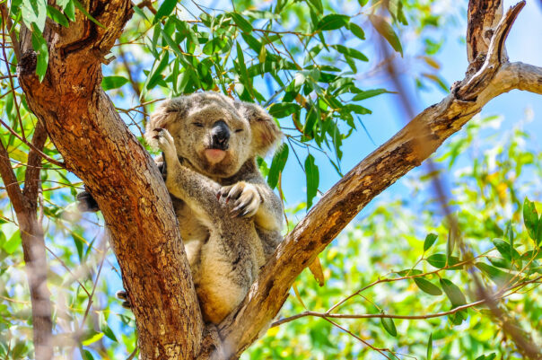 Koala in een boom tussen de bladeren op Magnetic Island