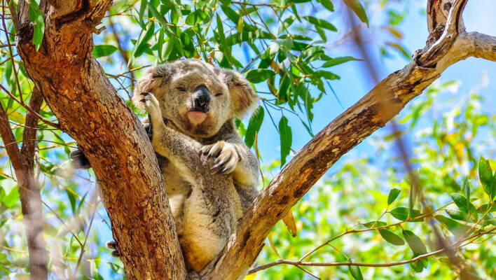Koala in een boom tussen de bladeren op Magnetic Island