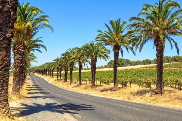 Palmbomen langs de Seppeltsfield Road in de Barossa Valley waar veel beroemde wijngaarden aan liggen