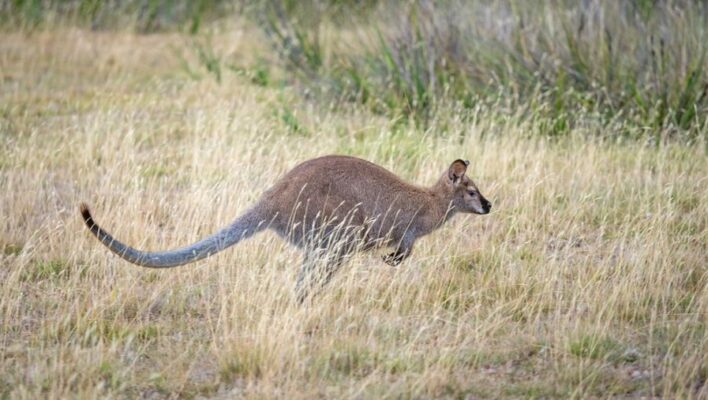 Wallaby springt door Australisch grasland