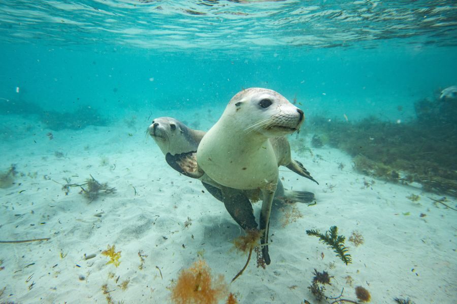 Twee zeeleeuwen onder water bij Port Lincoln South Australia