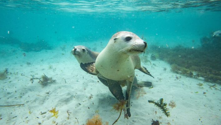 Twee zeeleeuwen onder water bij Port Lincoln South Australia