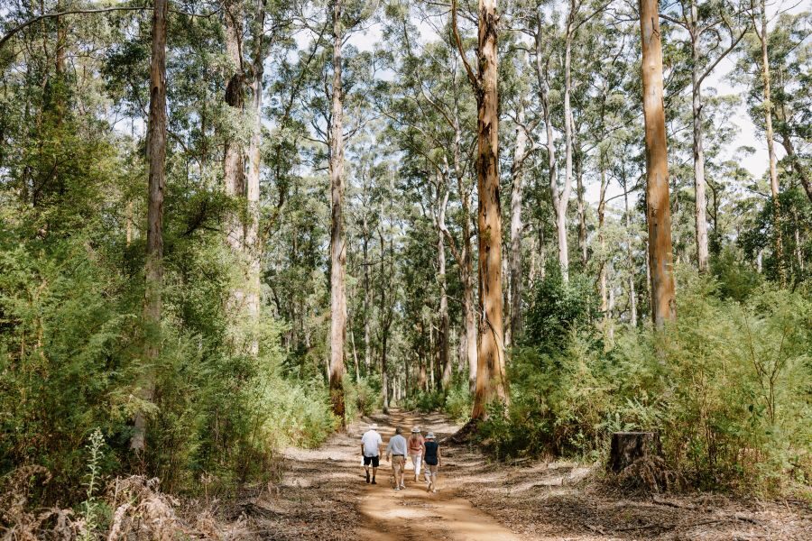 Mensen wandelen tussen de hoge karri bomen in het bos in de Margaret River regio