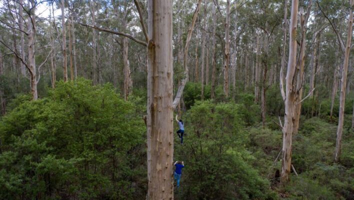 Vrouw en man klimmen in de Gloucester Tree in Western Australia langs spijlen aan de boomstam