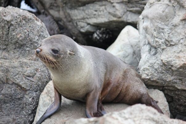 Zeehond ligt op rots met kop omhoog in Nieuw-Zeeland