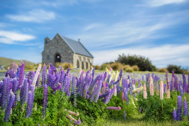 Paarse lupines op de voorgrond en het kerkje bij Lake Tekapo op de achtergrond