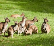 Groep kangoeroes op het gras in de Yarra Valley