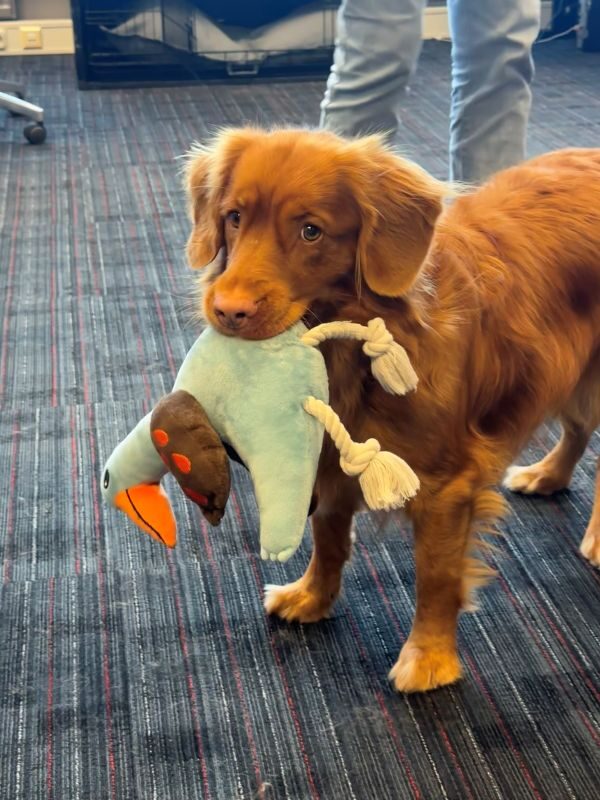 Puck is onze kantoorhond bij Campers Down Under