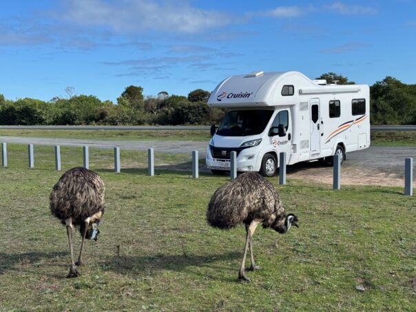 Twee emoes staan op een grasveld voor een Cruisin 4 berth deluxe camper