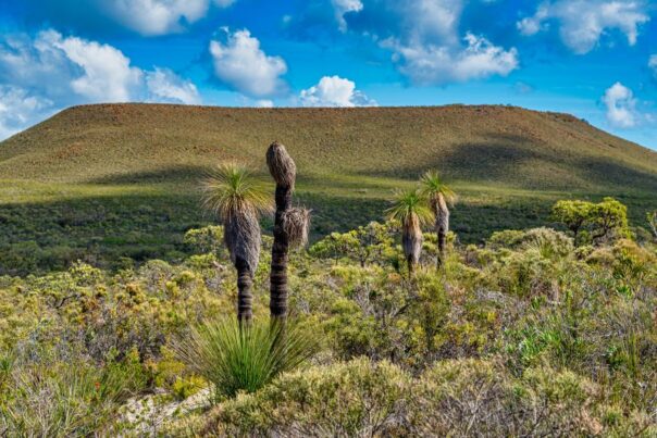 Lesueur National Park en de grasstrees in beeld