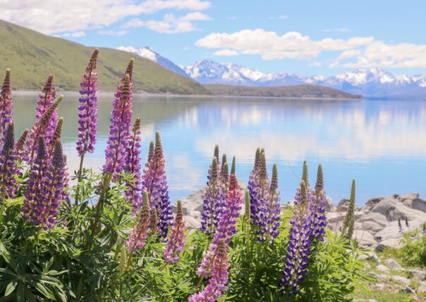 Paarse lupines bij het meer, Zuidereiland Nieuw-Zeeland