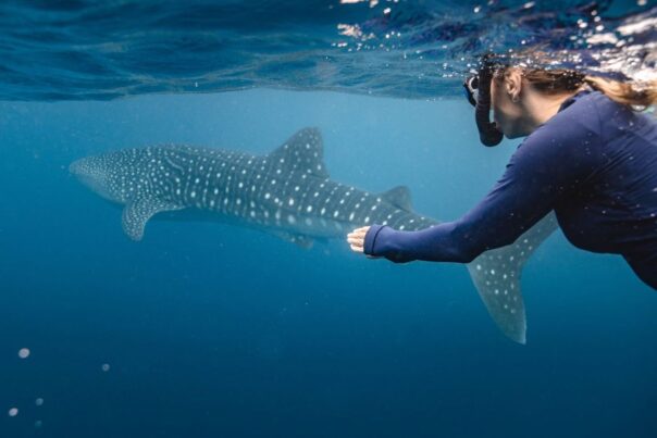 Vrouw is aan het snorkelen met een walvishaai in het Ningaloo Reef in Western Australia