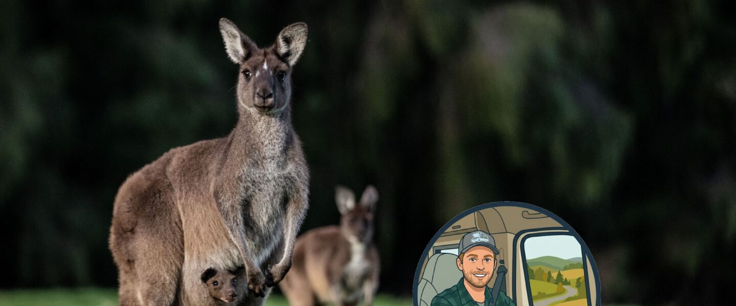 Kangoeroe met joey in de buidel