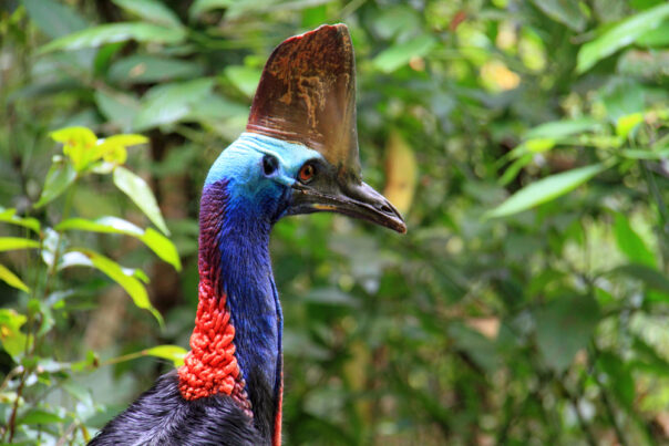Hals en kop van de kasuaris in Cairns in Queensland