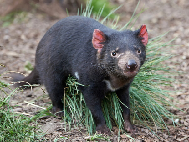 Tasmanian devil staat in een graspol en kijkt in de camera
