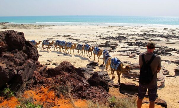 Kamelen lopen van het strand af in Broome