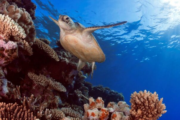 Schildpad zwemt bij het koraalrif in het Great Barrier reef