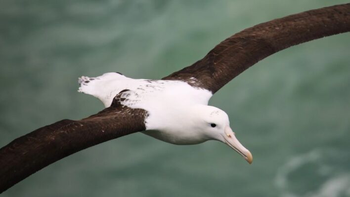 Albatros in vlucht bij Otago Peninsula