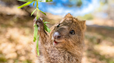 Quokka van dichtbij op Rottnest Island