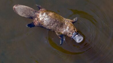 Platypus zwemt in het water