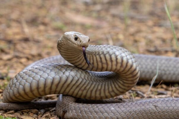 Eastern brown snake steekt zijn tong uit