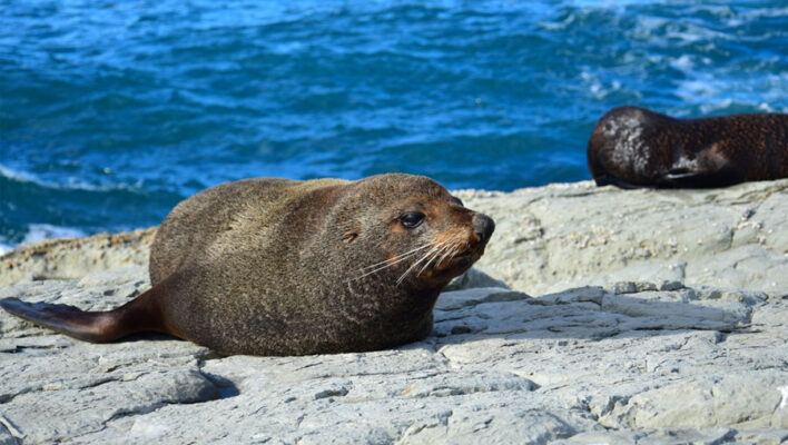 Zeehonden liggen aan de kust bij Kaikoura
