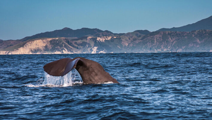 De staart van een Sperm Whale in de zee bij Kaikoura