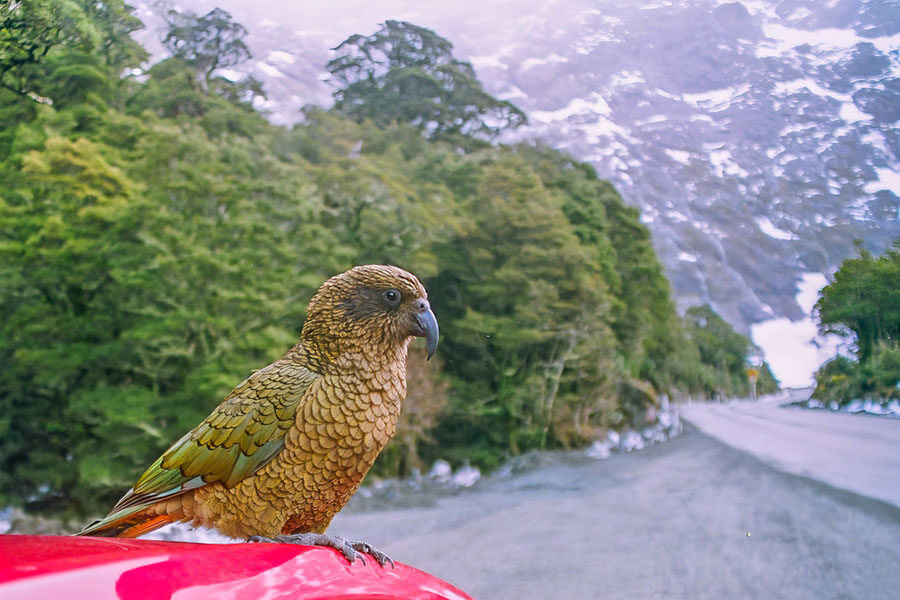 Een kea papegaai zit op de een auto in Fiordland
