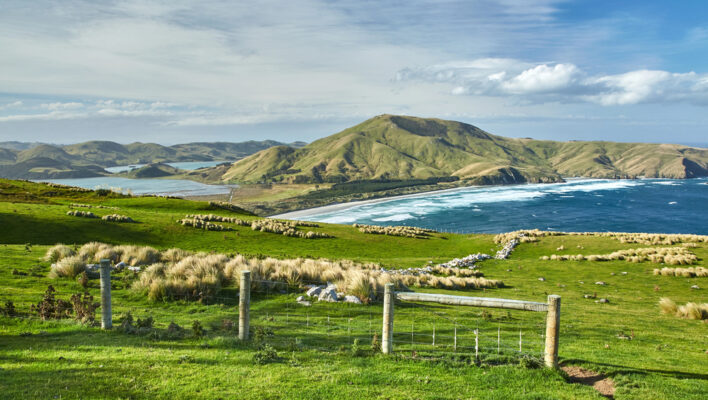 Uitzicht over een weiland met schapen en daarachter de zee met bergen in Otago