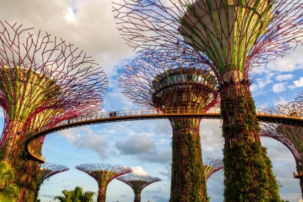 Mensen wandelen op de loopbrug bij Supertree Grove in Singapore
