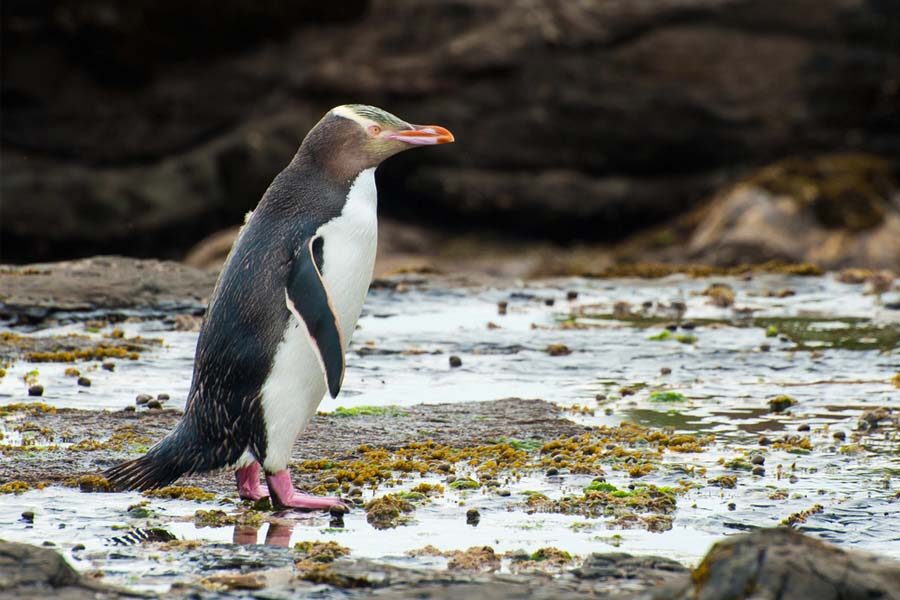 Pinguin bij Curio Bay op het Zuidereiland van Nieuw-Zeeland