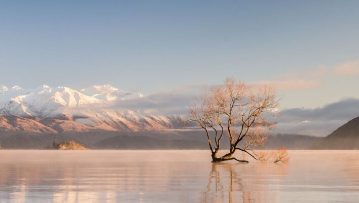 De eenzame Wanaka boom staat in het meer