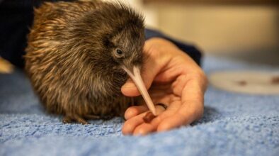Jonge kiwi vogel zit op handdoek en krijgt eten