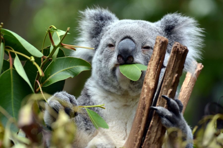 Koala in Lone Pine Sanctuary in Brisbane eet eucalyptus