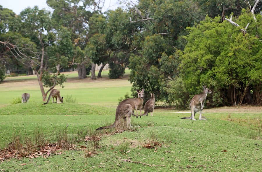 Kangoeroes op de golfbaan bij Anglesea