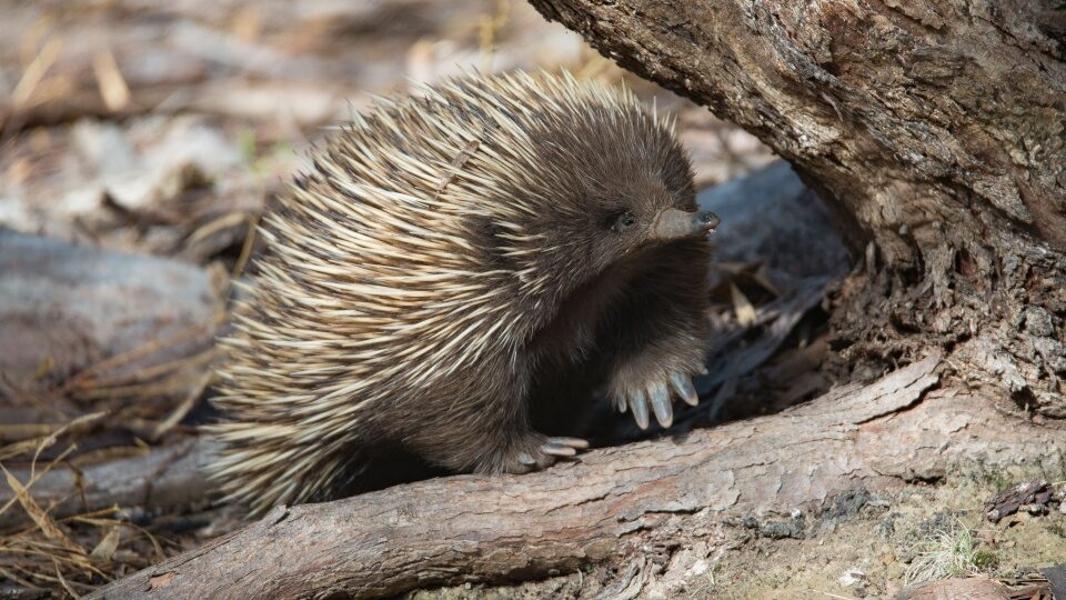 Echidna loopt op op Kangaroo Island