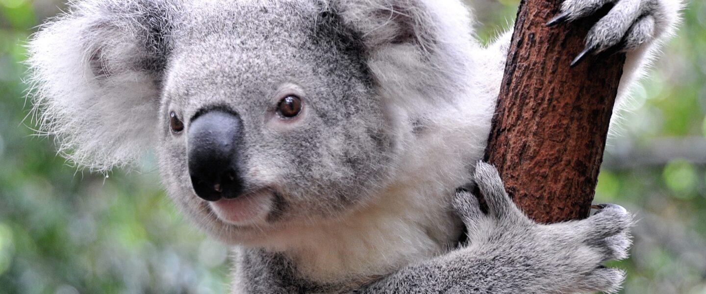 Koala houdt tak vast en kijkt naar de fotograaf