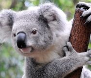 Koala houdt tak vast en kijkt naar de fotograaf