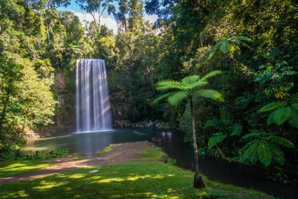 Zicht op de Millaa Millaa Falls in de Atherton Tablelands met palmboom op de voorgrond